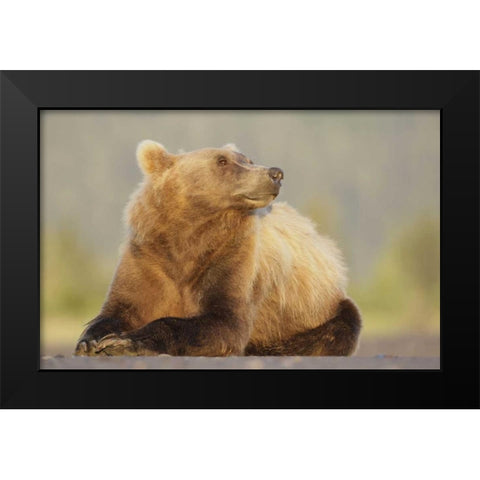 AK, Lake Clark NP, Adult brown bear sniffing air Black Modern Wood Framed Art Print by Morris, Arthur