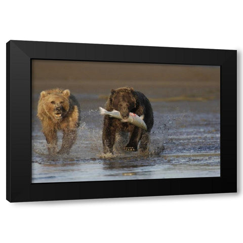 AK, Lake Clark NP Brown bear hunting salmon Black Modern Wood Framed Art Print by Morris, Arthur