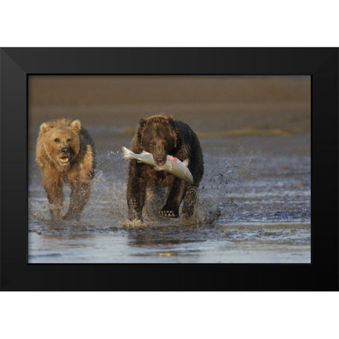 AK, Lake Clark NP Brown bear hunting salmon Black Modern Wood Framed Art Print by Morris, Arthur