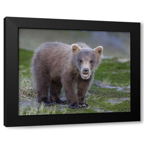 AK, Lake Clark NP Brown bear spring cub Black Modern Wood Framed Art Print by Morris, Arthur