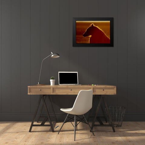 AK, Lake Clark NP Brown bear in golden light Black Modern Wood Framed Art Print by Morris, Arthur