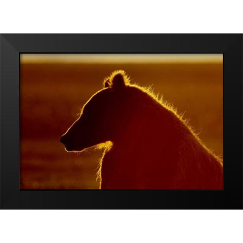 AK, Lake Clark NP Brown bear in golden light Black Modern Wood Framed Art Print by Morris, Arthur
