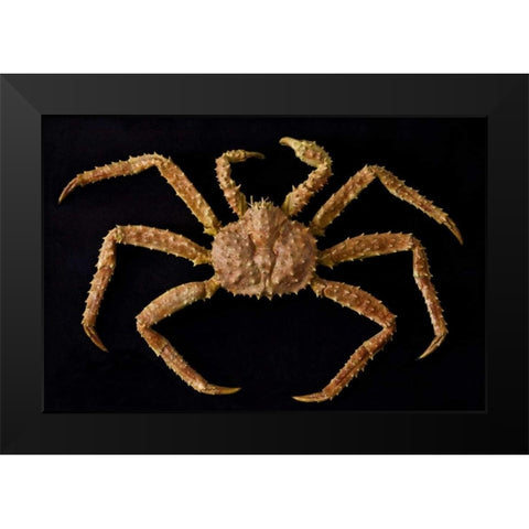 AK, Petersburg Alaskan king crab  Black Modern Wood Framed Art Print by Paulson, Don