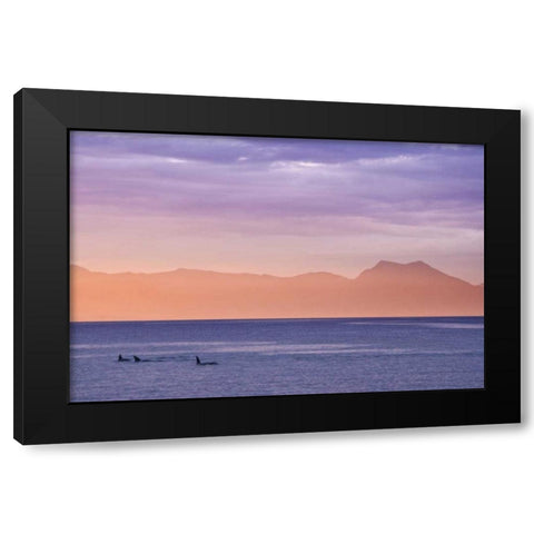 Alaska, Ketchikan Three orcas surface at sunset Black Modern Wood Framed Art Print with Double Matting by Paulson, Don