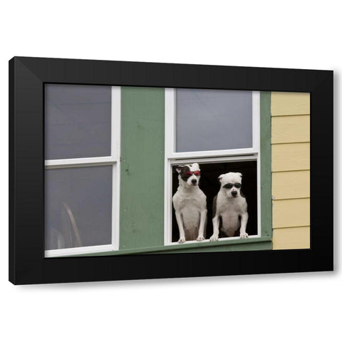 AK, Ketchikan Dogs in a window with sunglasses Black Modern Wood Framed Art Print by Paulson, Don