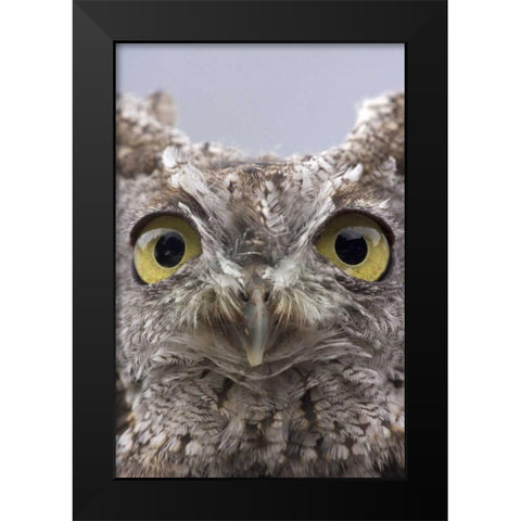 AK, Ketchikan Portrait of western screech owl Black Modern Wood Framed Art Print by Paulson, Don