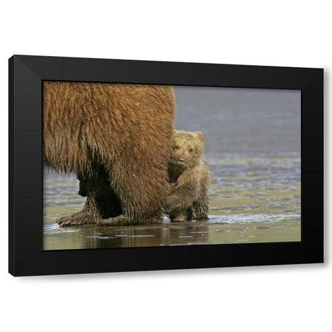 AK, Lake Clark NP Coastal grizzly bear cub Black Modern Wood Framed Art Print by Illg, Cathy and Gordon