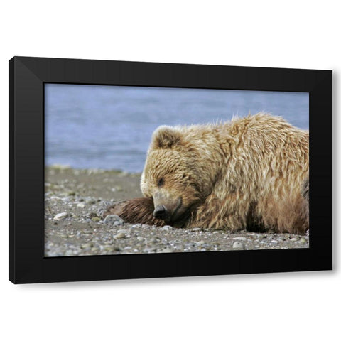 AK, Lake Clark NP Coastal grizzly bear napping Black Modern Wood Framed Art Print by Illg, Cathy and Gordon