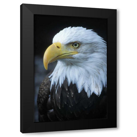 Alaska, Inside Passage Adult bald eagle portrait Black Modern Wood Framed Art Print with Double Matting by Rotenberg, Nancy