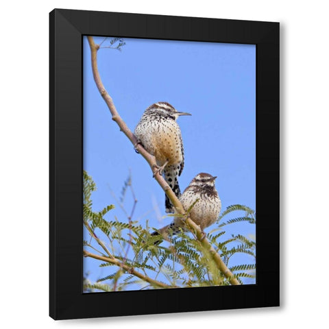 Arizona, Phoenix Cactus wren pair on limb Black Modern Wood Framed Art Print by Lord, Fred