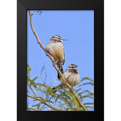 Arizona, Phoenix Cactus wren pair on limb Black Modern Wood Framed Art Print by Lord, Fred