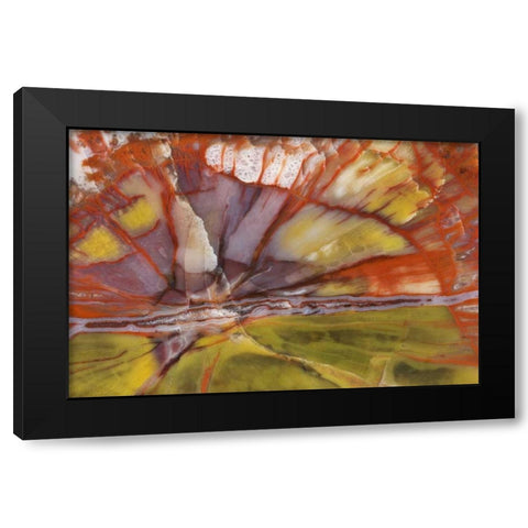 USA, Arizona Close-up of petrified wood Black Modern Wood Framed Art Print with Double Matting by Kirkland, Dennis