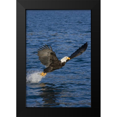 AK, Kachemak Bay SP, Bald eagle with fish Black Modern Wood Framed Art Print by Grall, Don
