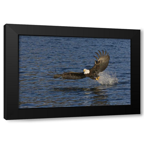 AK, Kachemak Bay SP, Bald eagle with fish Black Modern Wood Framed Art Print with Double Matting by Grall, Don