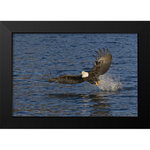AK, Kachemak Bay SP, Bald eagle with fish Black Modern Wood Framed Art Print by Grall, Don