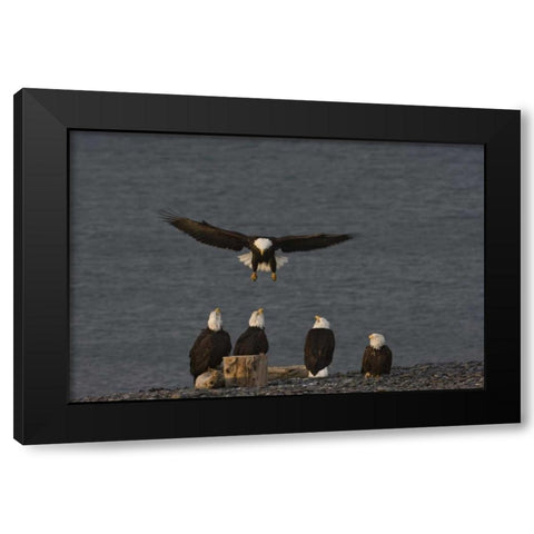 AK, Kachemak Bay, Homer Spit Bald eagle landing Black Modern Wood Framed Art Print by Grall, Don