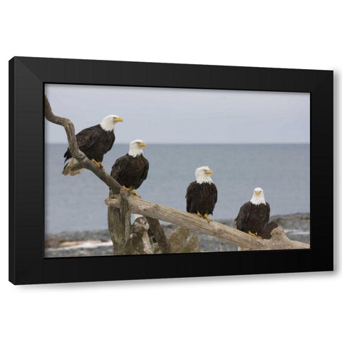 AK, Kachemak Bay Bald eagles on driftwood Black Modern Wood Framed Art Print with Double Matting by Grall, Don