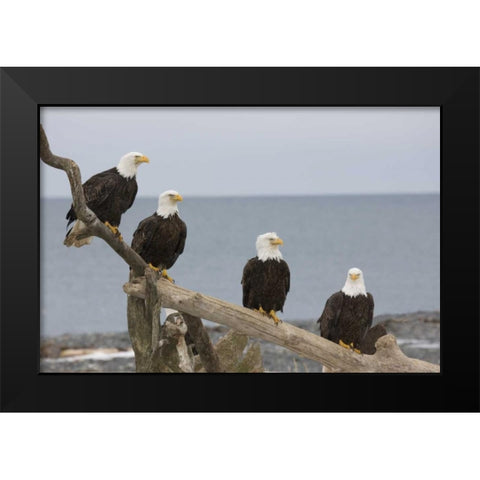 AK, Kachemak Bay Bald eagles on driftwood Black Modern Wood Framed Art Print by Grall, Don