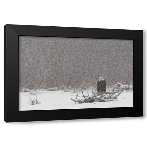 Alaska, Chilkat River Bald eagle in snow storm Black Modern Wood Framed Art Print by Illg, Cathy and Gordon
