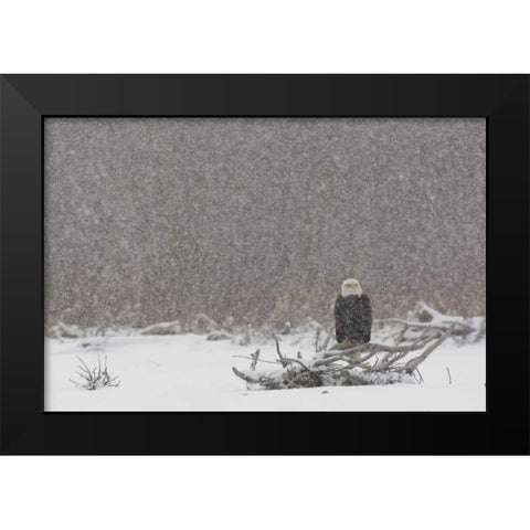 Alaska, Chilkat River Bald eagle in snow storm Black Modern Wood Framed Art Print by Illg, Cathy and Gordon