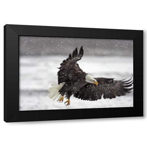 AK, Bald eagle flies in snowstorm Black Modern Wood Framed Art Print with Double Matting by Illg, Cathy and Gordon