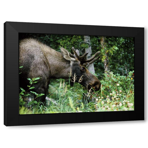 Alaska, Icy Bay Bull moose grazing in the woods Black Modern Wood Framed Art Print with Double Matting by Williams, Joanne