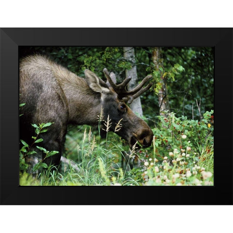 Alaska, Icy Bay Bull moose grazing in the woods Black Modern Wood Framed Art Print by Williams, Joanne
