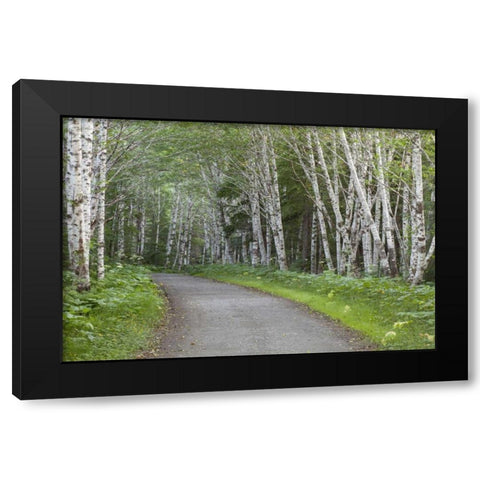 AK, Douglas Island Road through alder trees Black Modern Wood Framed Art Print by Paulson, Don