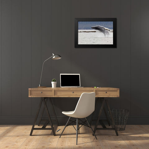 AK, Frederick Sound Humpback whale lunging Black Modern Wood Framed Art Print by Paulson, Don