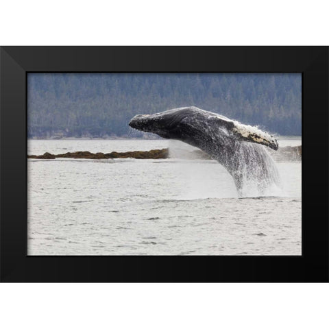 AK, Frederick Sound Humpback whale lunging Black Modern Wood Framed Art Print by Paulson, Don