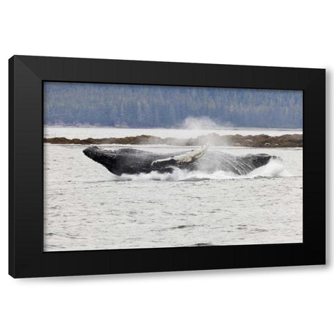 AK, Frederick Sound Humpback whale lunging Black Modern Wood Framed Art Print by Paulson, Don