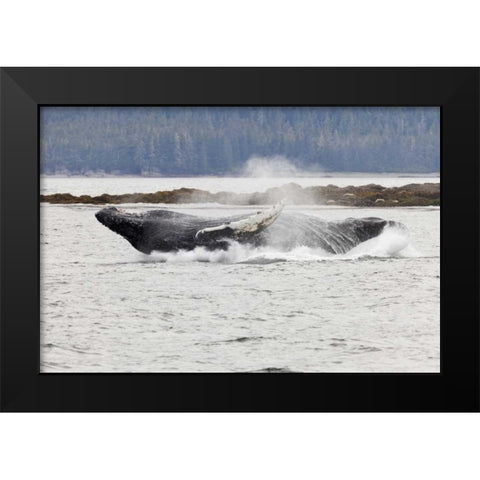 AK, Frederick Sound Humpback whale lunging Black Modern Wood Framed Art Print by Paulson, Don