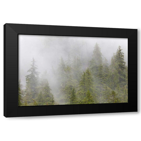 Alaska Fog in spruce and hemlock forest Black Modern Wood Framed Art Print with Double Matting by Paulson, Don