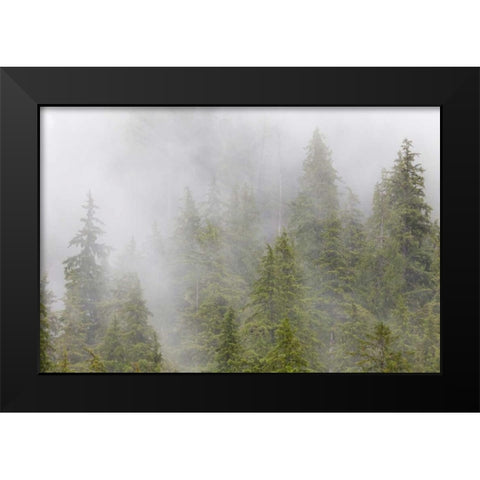 Alaska Fog in spruce and hemlock forest Black Modern Wood Framed Art Print by Paulson, Don