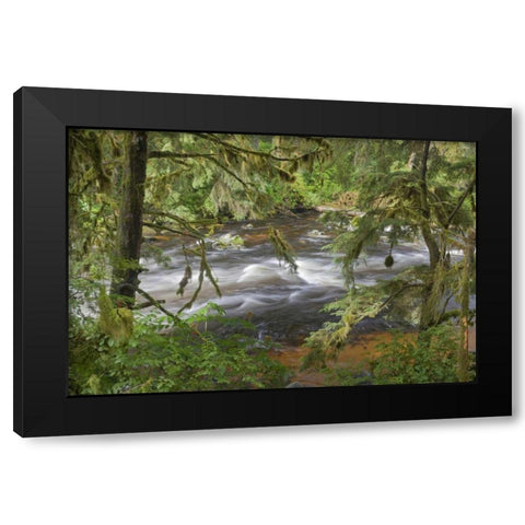 Alaska, Anan Creek Creek between cypress trees Black Modern Wood Framed Art Print by Paulson, Don