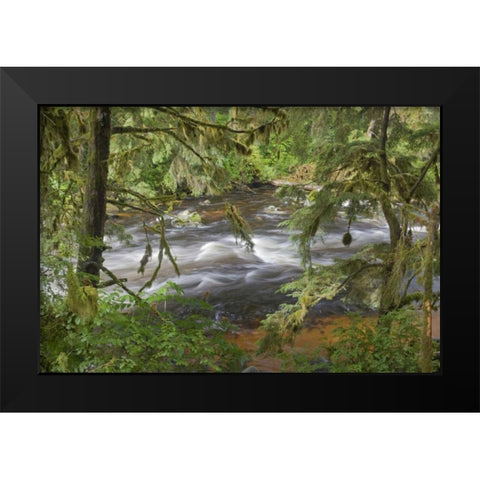 Alaska, Anan Creek Creek between cypress trees Black Modern Wood Framed Art Print by Paulson, Don