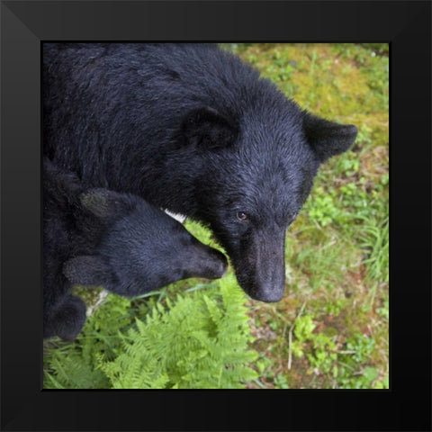 Alaska, Anan Creek Mother bear and cub Black Modern Wood Framed Art Print by Paulson, Don