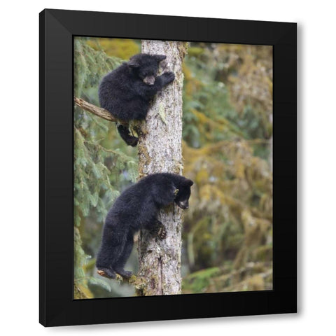Alaska, Anan Creek Two black bear cubs in a tree Black Modern Wood Framed Art Print by Paulson, Don