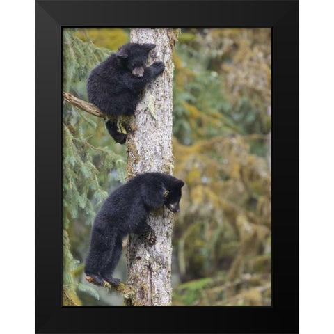 Alaska, Anan Creek Two black bear cubs in a tree Black Modern Wood Framed Art Print by Paulson, Don