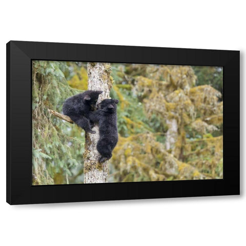 Alaska, Anan Creek Two black bear cubs in a tree Black Modern Wood Framed Art Print by Paulson, Don