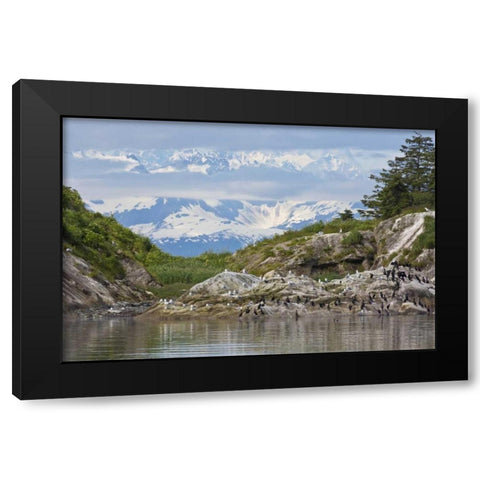 AK, Glacier Bay NP Cormorants on rocks Black Modern Wood Framed Art Print by Paulson, Don