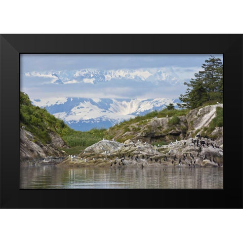 AK, Glacier Bay NP Cormorants on rocks Black Modern Wood Framed Art Print by Paulson, Don