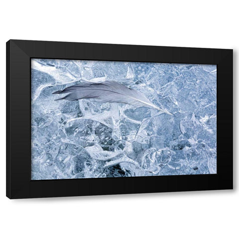 AK, Glacier Bay NP Gull feather on a Glacier Black Modern Wood Framed Art Print by Paulson, Don