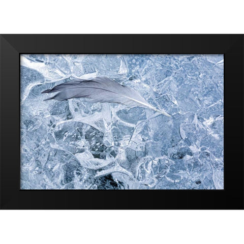 AK, Glacier Bay NP Gull feather on a Glacier Black Modern Wood Framed Art Print by Paulson, Don