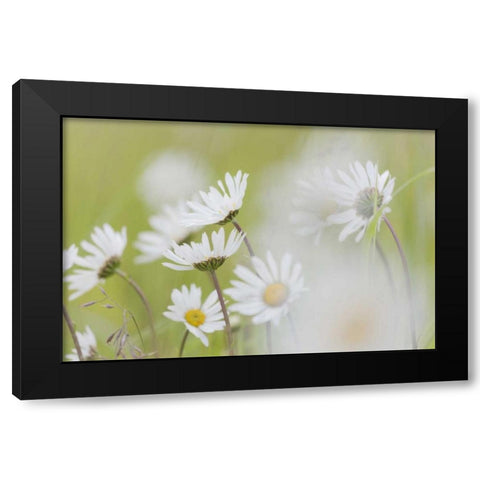 Alaska, Glacier Bay Arctic daisies in Dundas Bay Black Modern Wood Framed Art Print with Double Matting by Paulson, Don