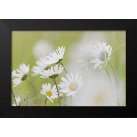 Alaska, Glacier Bay Arctic daisies in Dundas Bay Black Modern Wood Framed Art Print by Paulson, Don
