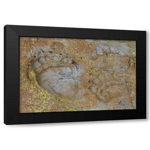AK, Glacier Bay NP Black bear tracks in mud Black Modern Wood Framed Art Print by Paulson, Don