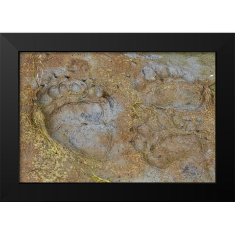 AK, Glacier Bay NP Black bear tracks in mud Black Modern Wood Framed Art Print by Paulson, Don