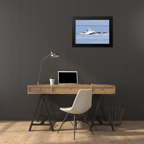 Alaska, Freshwater Bay Humpback whales feeding Black Modern Wood Framed Art Print by Paulson, Don