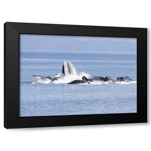 Alaska, Freshwater Bay Humpback whales feeding Black Modern Wood Framed Art Print with Double Matting by Paulson, Don